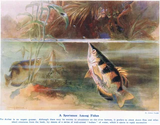 A Sportsman Among Fish, illustration from 